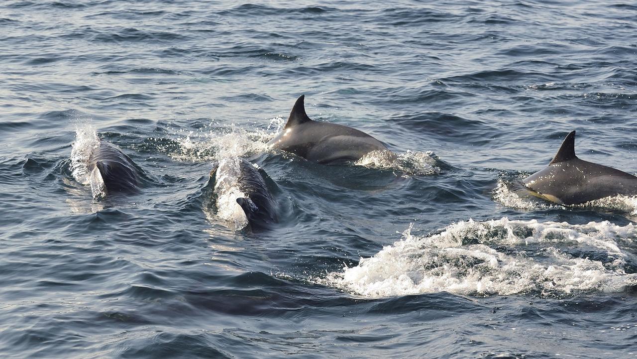 Cois Na Sionna Hotell Killimer Exteriör bild